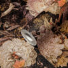 Tapeet 1388212 - Image 2
