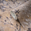 Tapeet 1396501 - Image 2